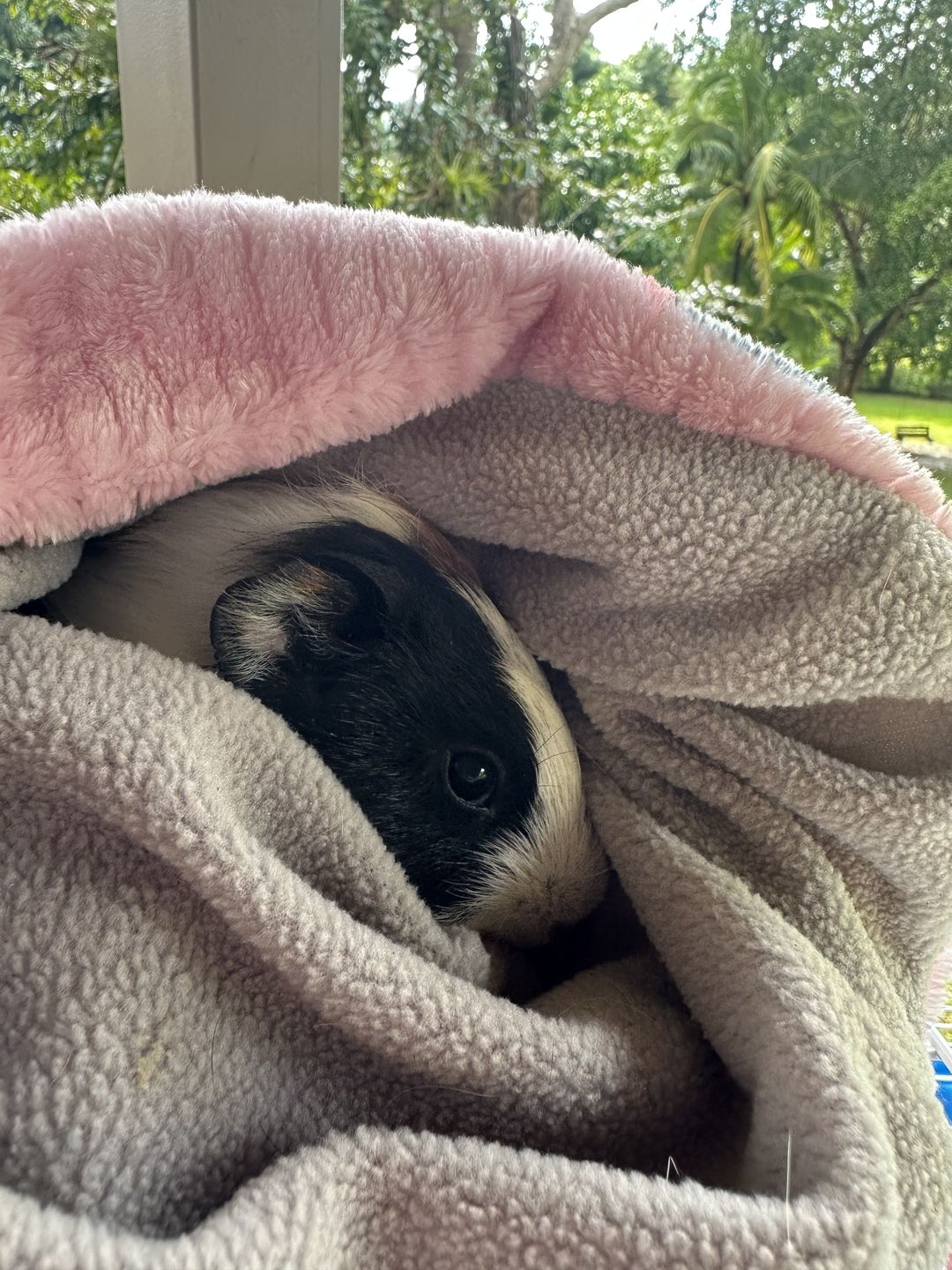 Customer photo review of Offbeat Piggy Play Package - Guinea Pig Toy - Soft and Cuddly