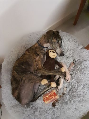 Customer photo review of Cuccia Antistress Per Pelosetti - Super Cucciolo®