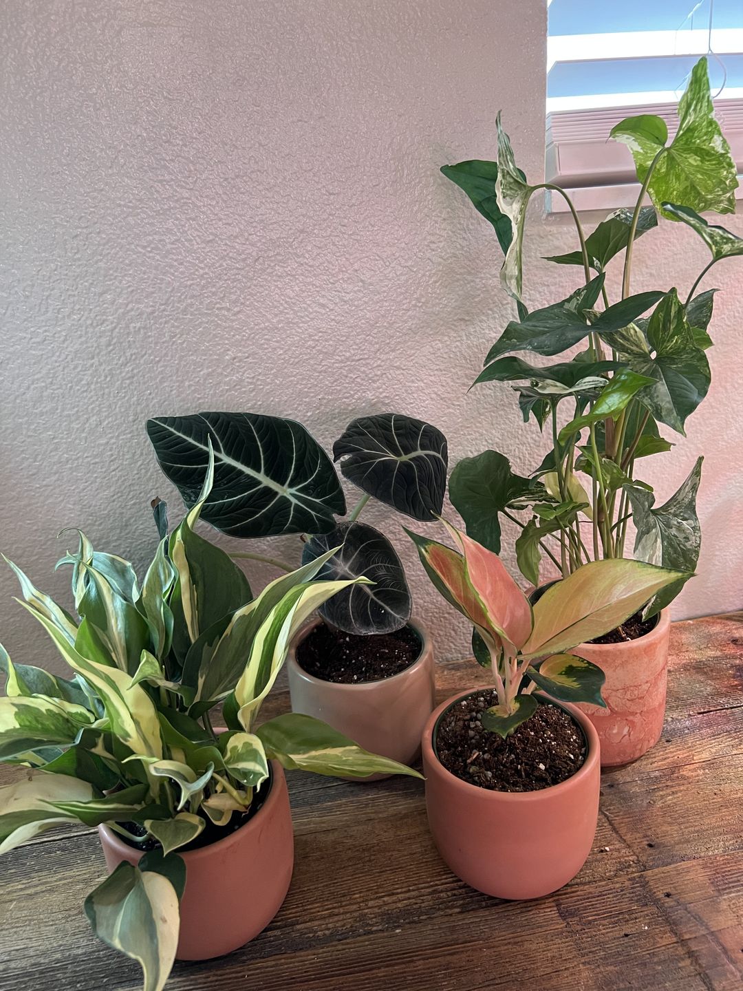 Customer photo review of 4" Philodendron hederaceum 'Rio'