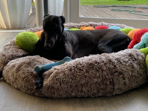 Customer photo review of PaWz Removable Cover Calming Pet Bed