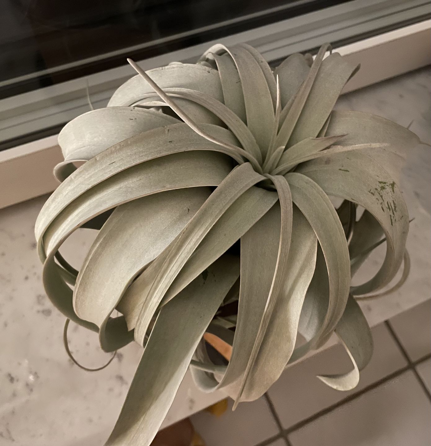 Customer photo review of Tilly Xylo - Gigant