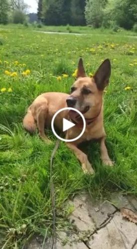 Customer video review of "An meine Enkel" Decke - Wolf