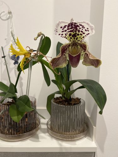 Customer photo review of Frauenschuh Orchidee amerikanische Hybride