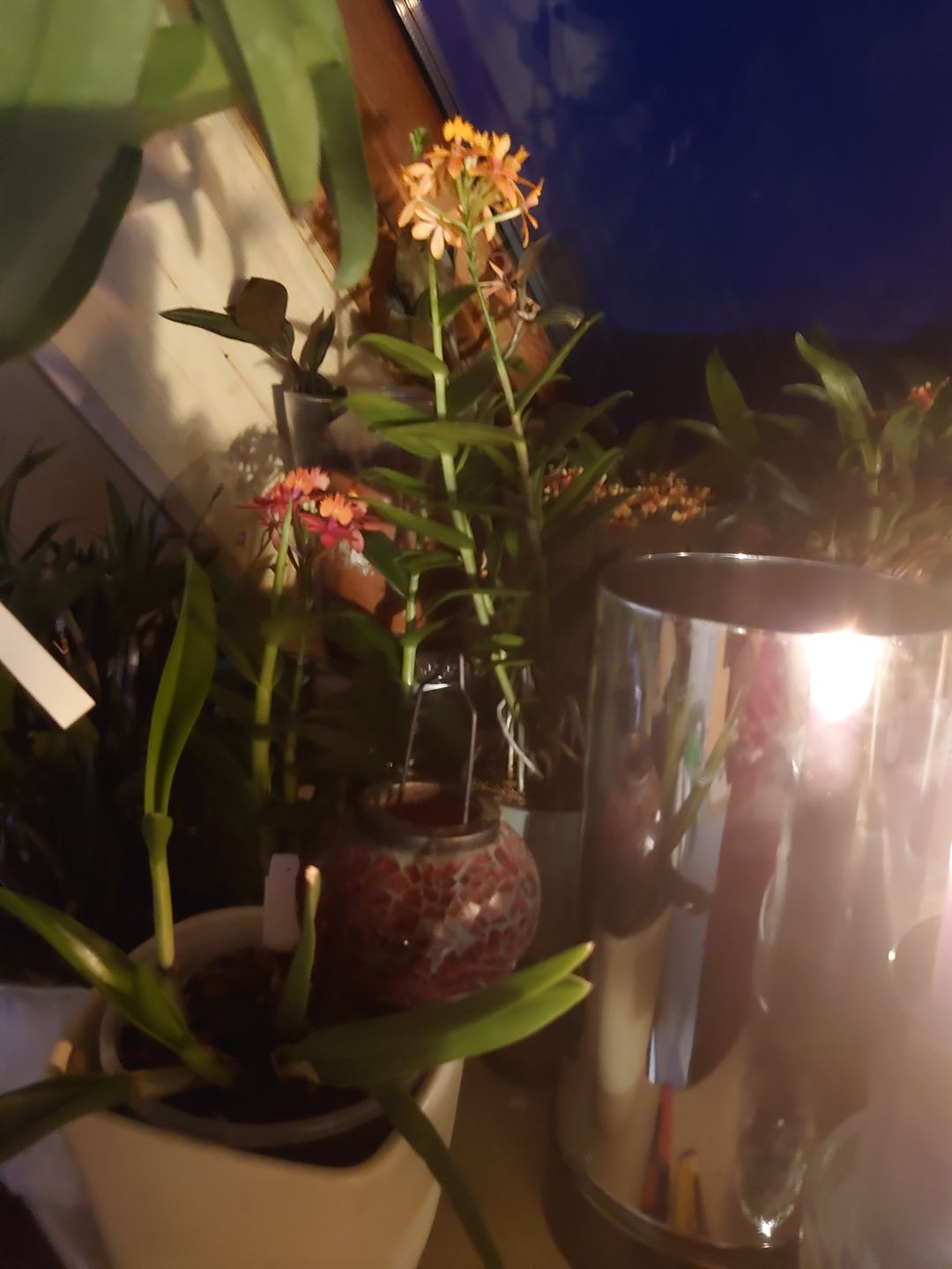 Customer photo review of Epidendrum Nordic Fire Dauerblüher mit orangener Blüte