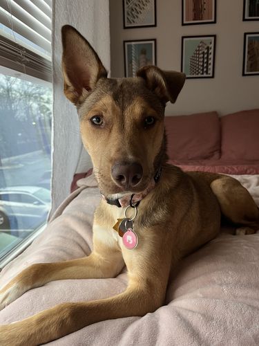 Customer photo review of Pink