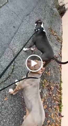 Customer video review of 5cm Combat® Collar | Rated Clip - NO HANDLE - Black v2.0