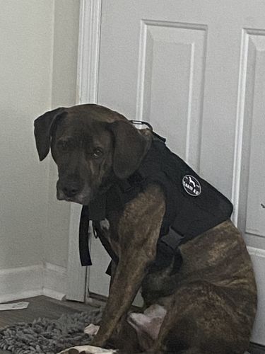 Customer photo review of 10-In-1 Tactical K9 Harness System - Full Set Dog Harness Bundle (Includes: Tactical No-Pull Dog Harness + Bungee Leash + Collar + MOLLE Pouches + First Aid Kit + 12 Hook & Loop Patches + Dog Goggles + Safety Belt + Travel Water Bowl + Dog Waste Bags)