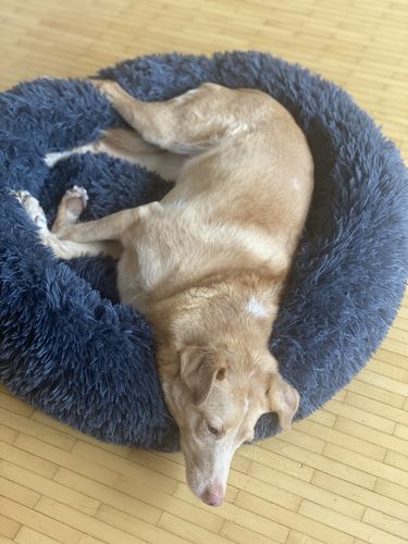 Customer photo review of Puppery Hundebett Wolke 7 - Das Original