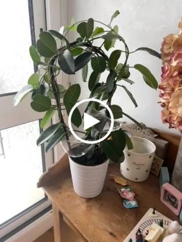 Customer video review of Mon petit oiseau®