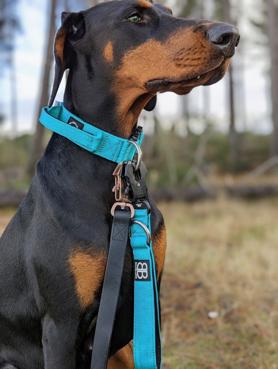 Customer photo review of 4cm Combat® Collar | With Handle & Rated Clip - Turquoise v2.0