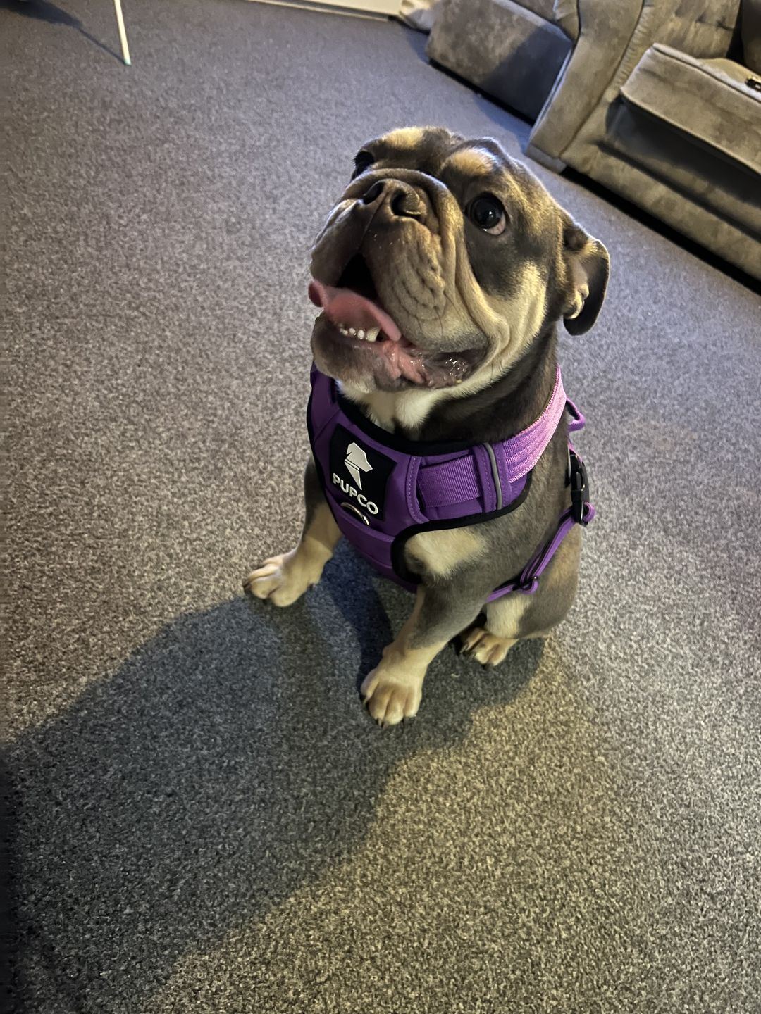 Customer photo review of PUPCO prime harness - purple