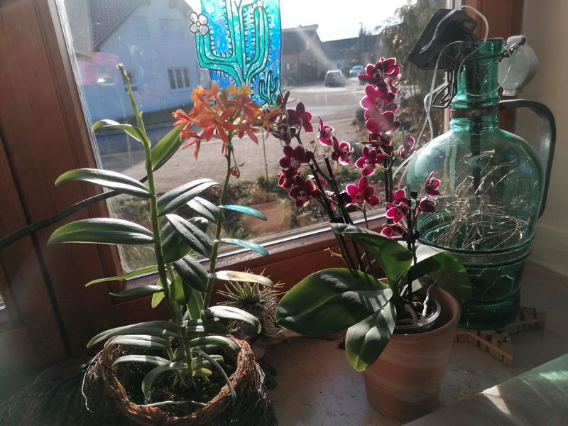 Customer photo review of Epidendrum Nordic Fire Dauerblüher mit orangener Blüte