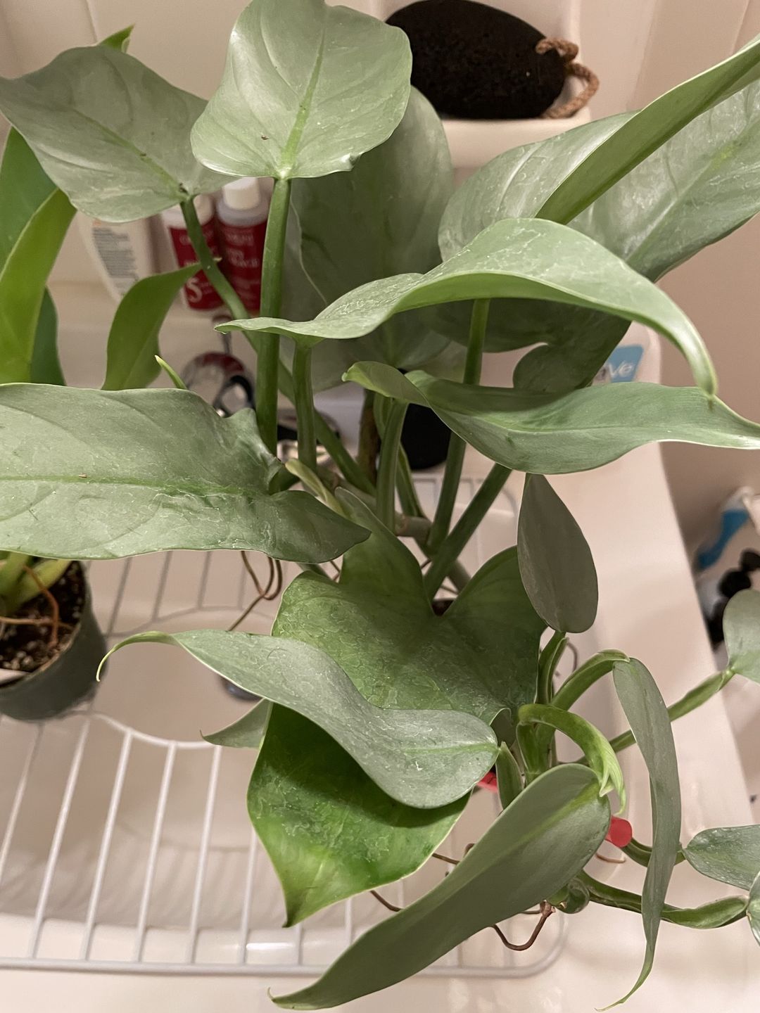 Customer photo review of 4" Philodendron hastatum "Silver Sword" - MULTI STEM!