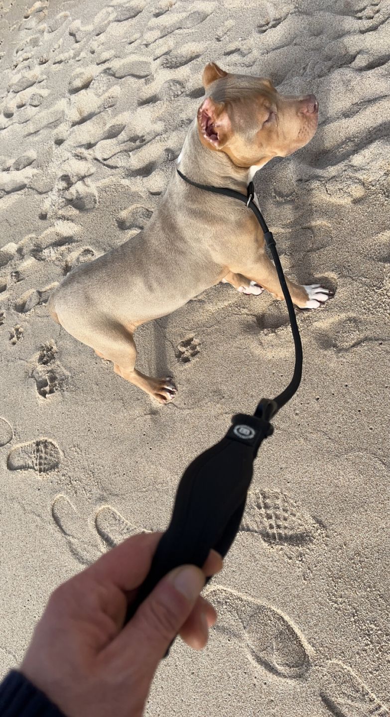 Customer photo review of Slip Lead | Anti-Pull & Anti-Choking Training Lead - Black v2.0