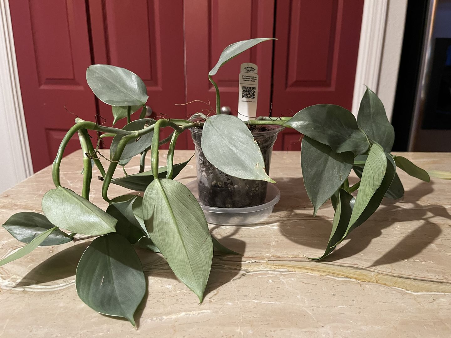 Customer photo review of 4" Philodendron hastatum "Silver Sword" - MULTI STEM!
