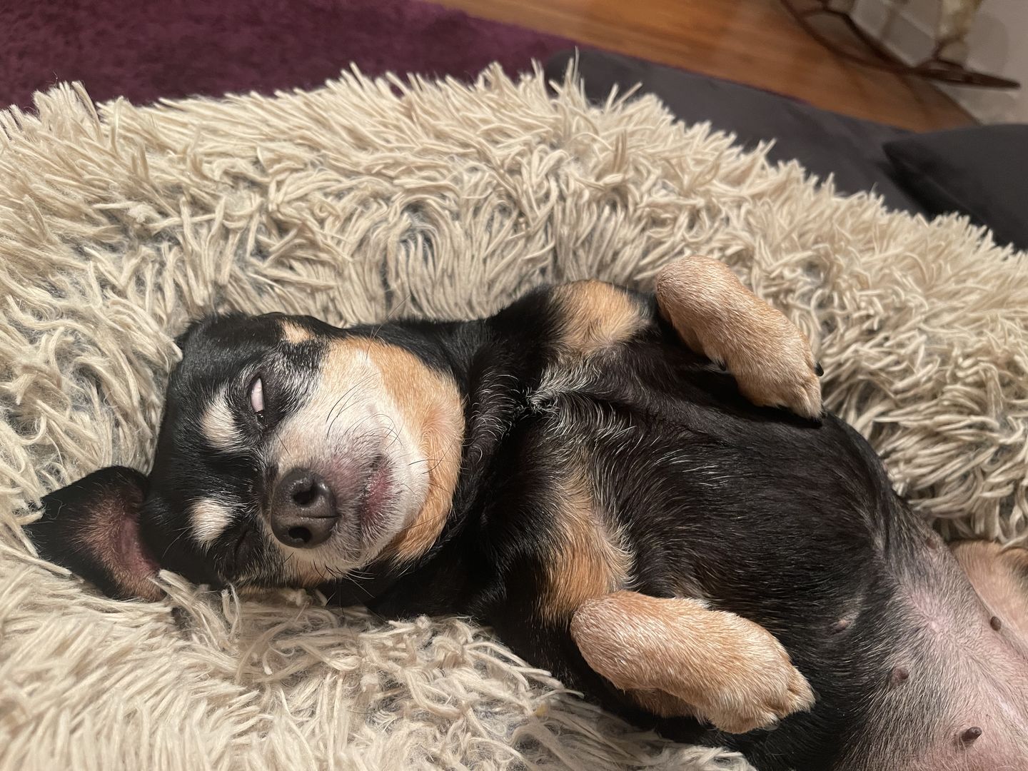 Customer photo review of Royal Canin Veterinary Diet - Hepatic Canned Dog Food