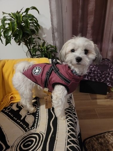 Customer photo review of DogSki Sport™ - Waterproof Jacket Harness