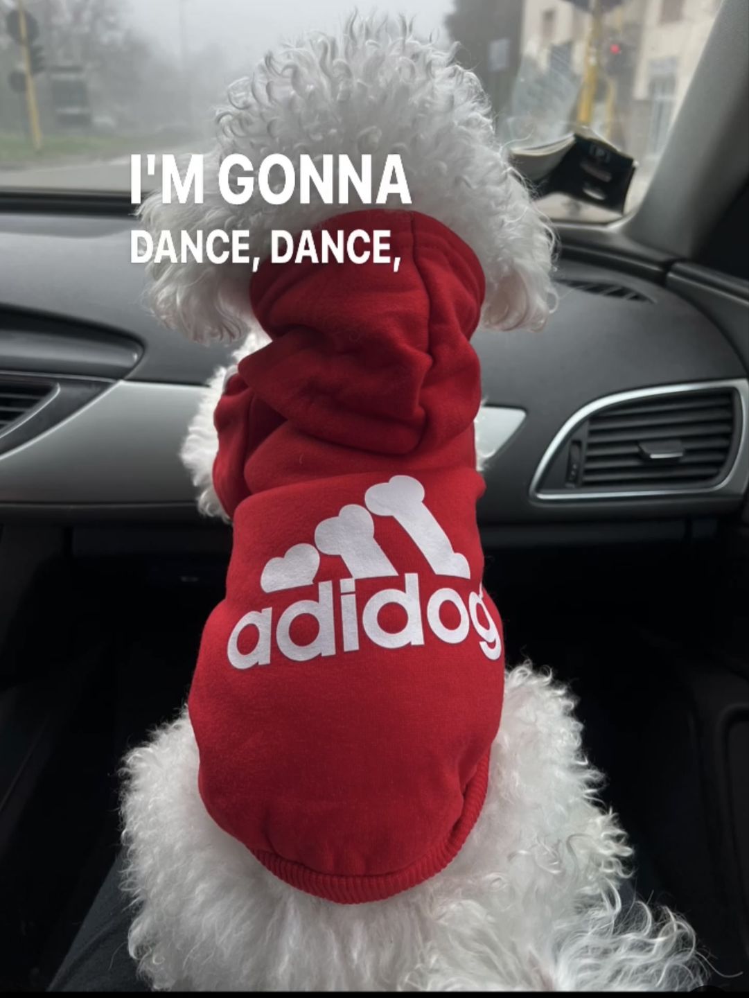 Customer photo review of Felpa "Adidog" Rossa