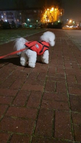 Customer photo review of DogSki Sport™ - Waterproof Jacket Harness