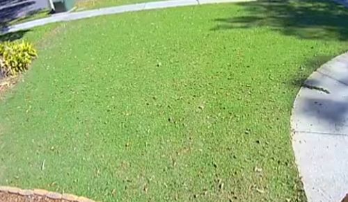 Customer photo review of Protene Performance Winter Fertilizer