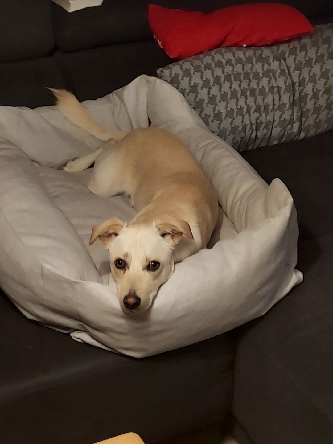 Customer photo review of Orthopädische Hunde Couch