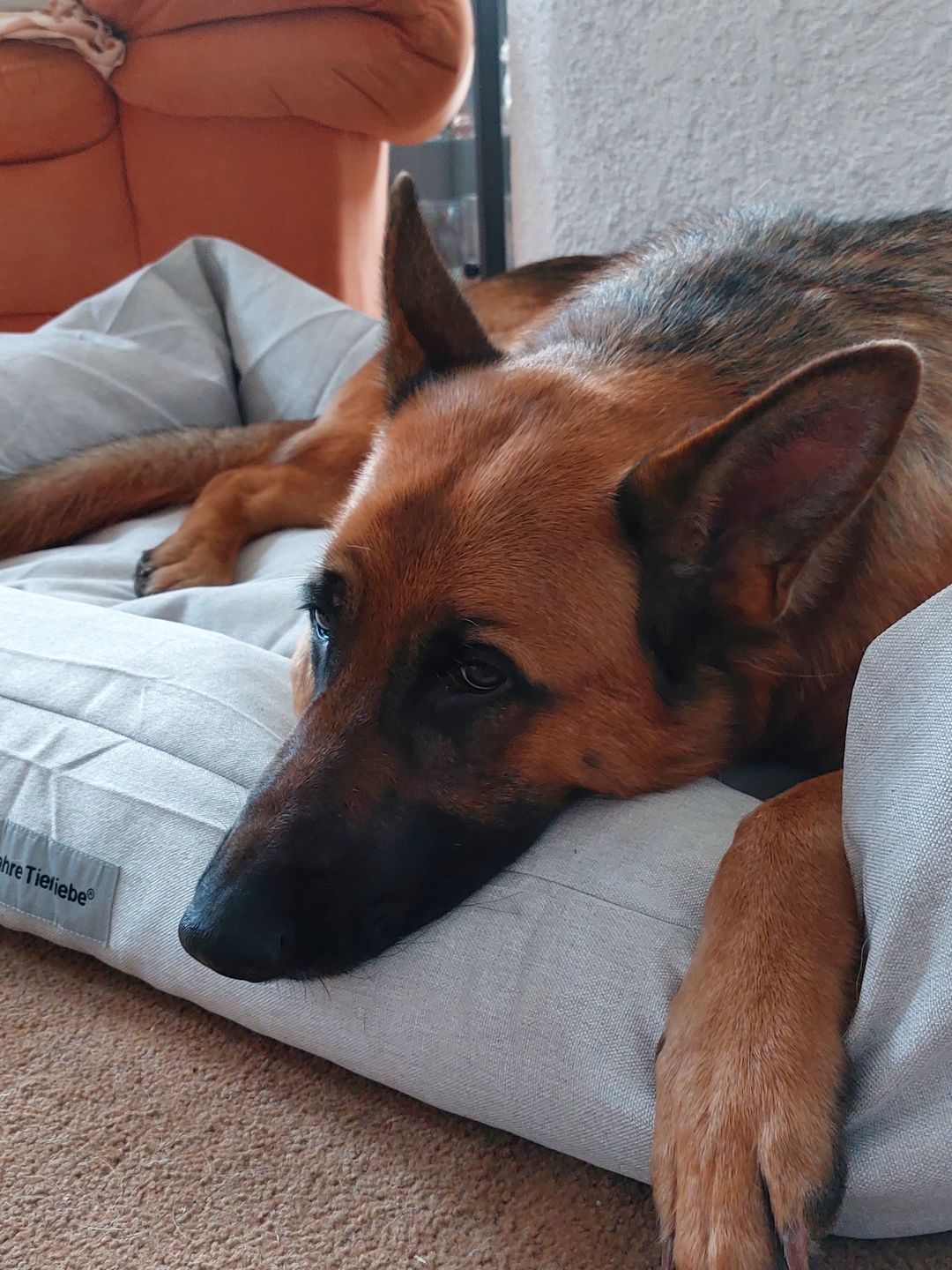 Customer photo review of Orthopädische Hunde Couch
