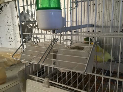 Customer photo review of Combo Cupe, - Apollo Feeder - Moldes Ave