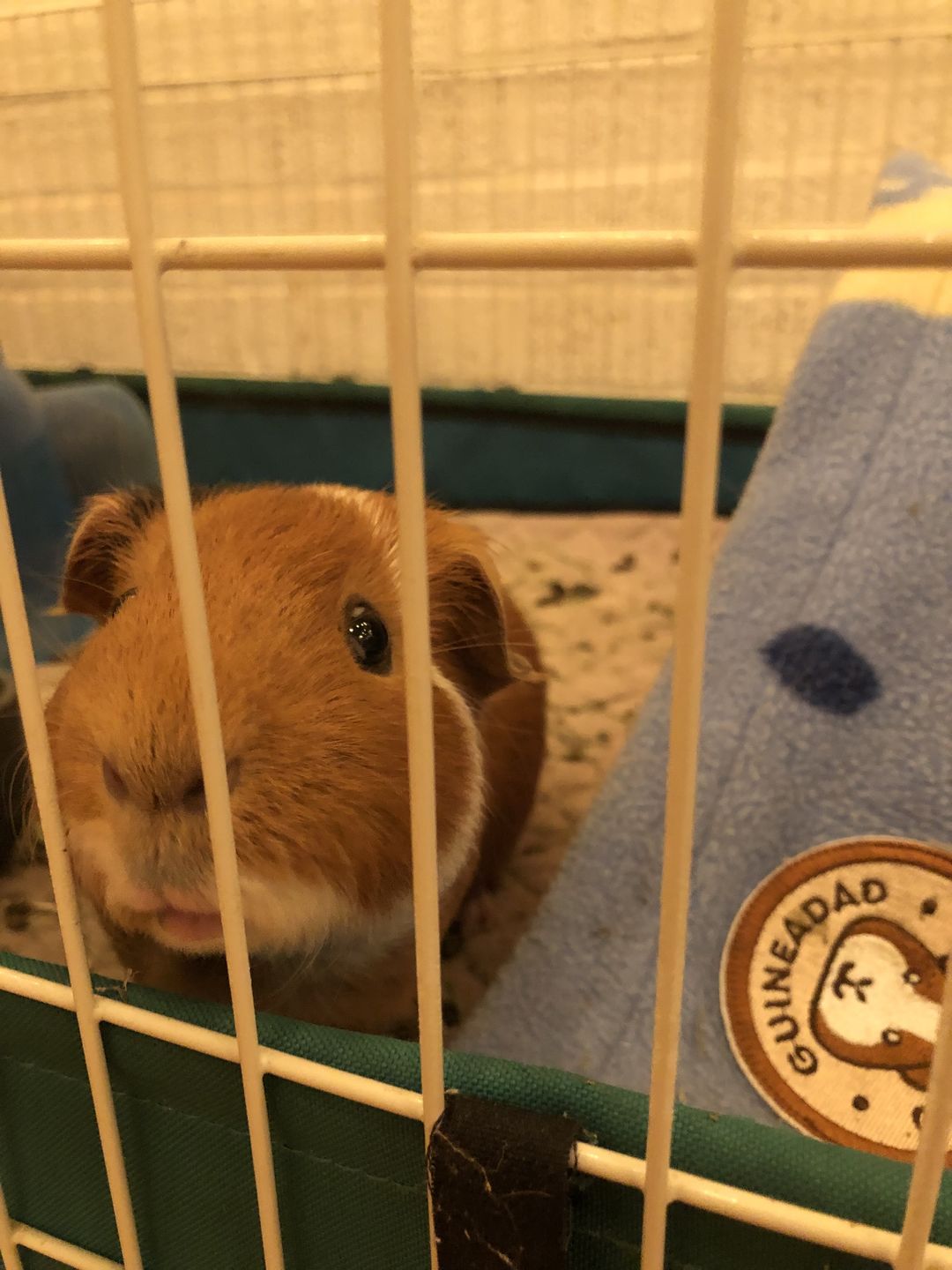 Customer photo review of GuineaDad Premium Liner - Ultra-Plush Guinea Pig Fleece Liner with AirCell™ Technology