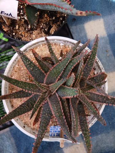Customer photo review of Aloe Purple Haze | Rare Aloe