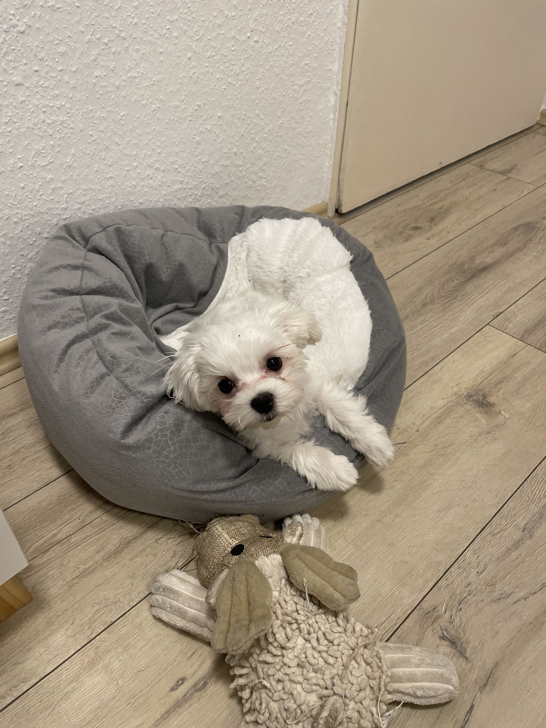 Customer photo review of *Neu*Emmalove - Kuschelhöhle für Hunde