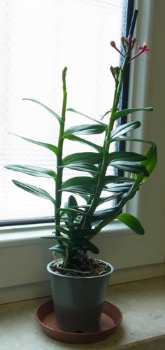 Customer photo review of Epidendrum Nordic Fire Dauerblüher mit roter Blüte