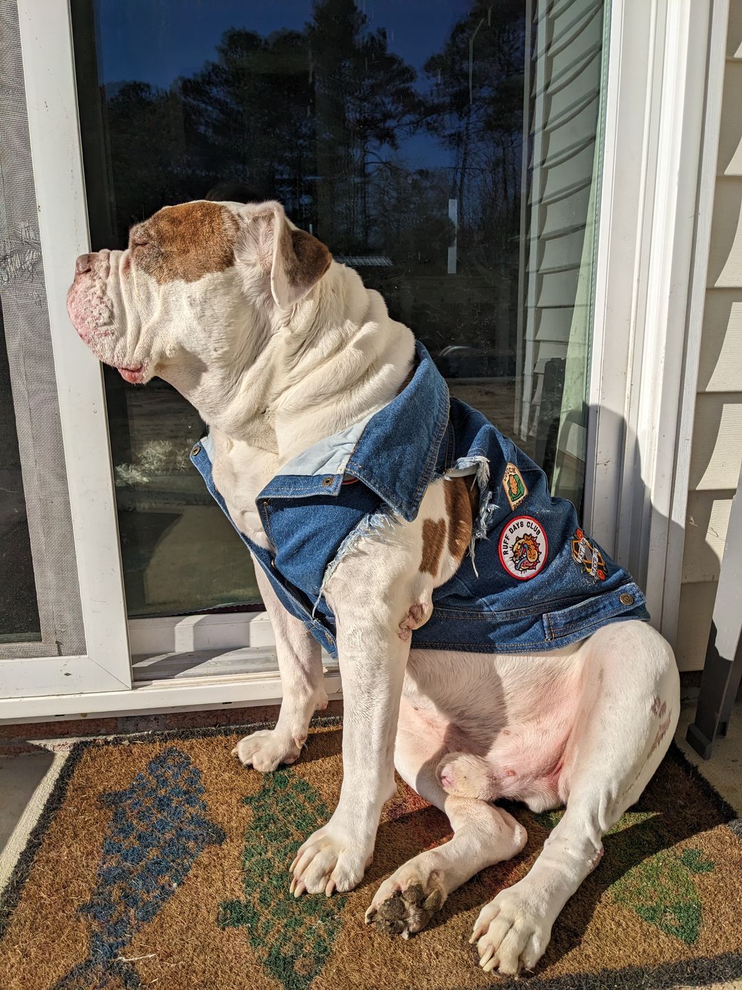 Customer photo review of Denim Dog Vest Raw Blue - Unpatched