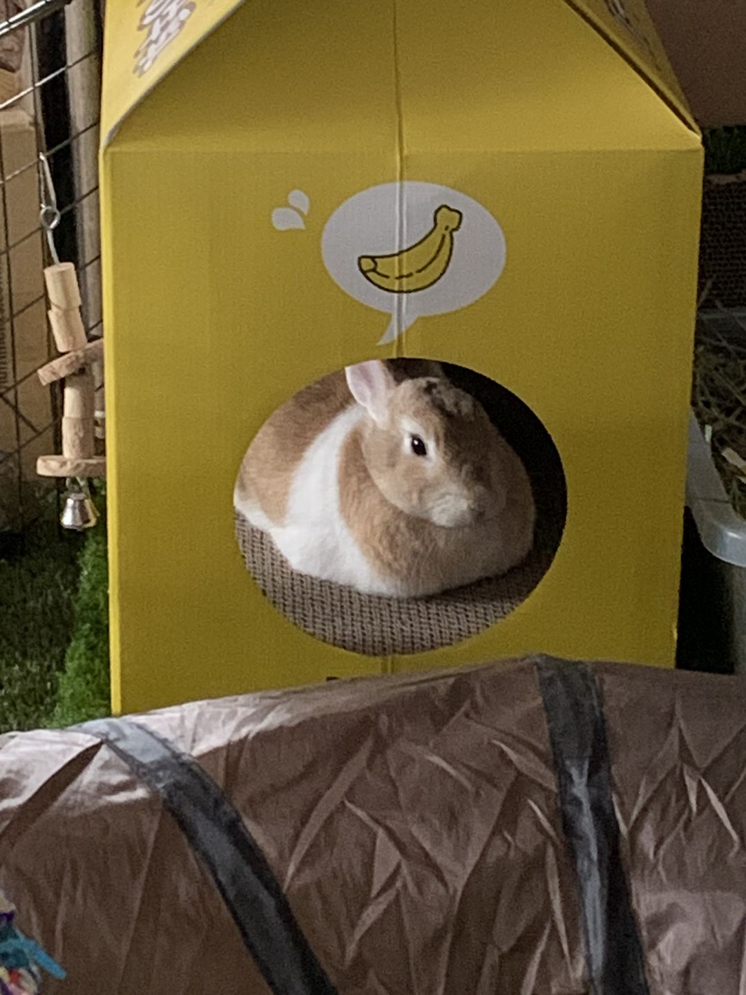 Customer photo review of Misspet Milk Box Cat Scratcher and Nest