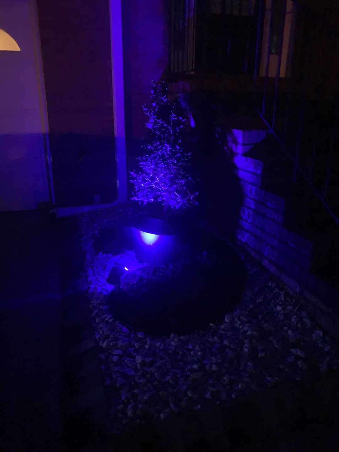 Customer photo review of TSUN Solar Spotlights For Trees Blue