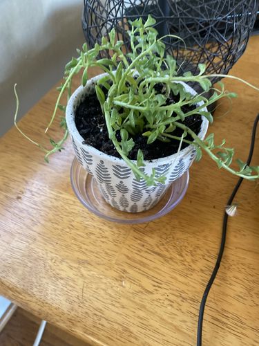 Customer photo review of String of Dolphins | Senecio peregrinus