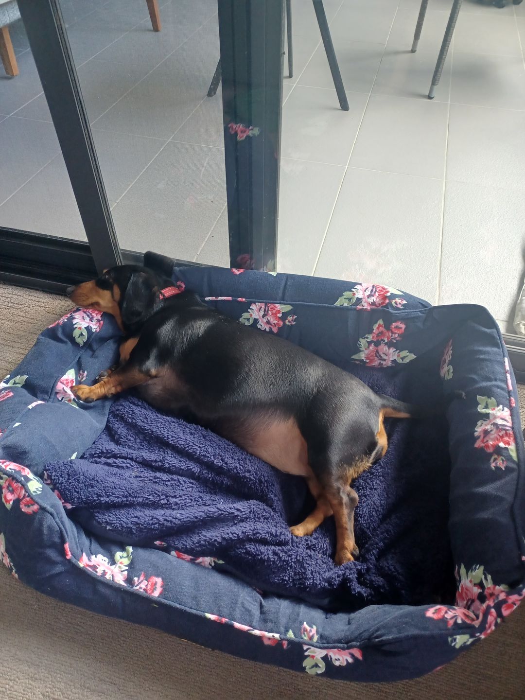 Customer photo review of PaWz Dog Calming Bed Removable Cover Cusion Mat