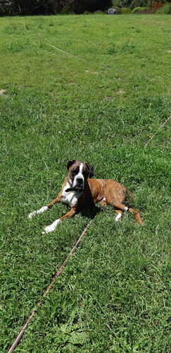 Customer photo review of PaWz Dual Elevated Raised Pet Feeder