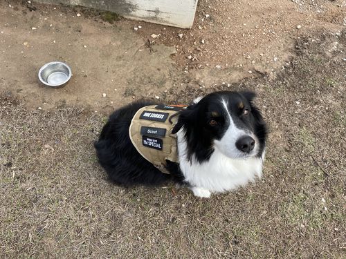 Customer photo review of Custom Hook & Loop Patch For Harness (1 Pair)