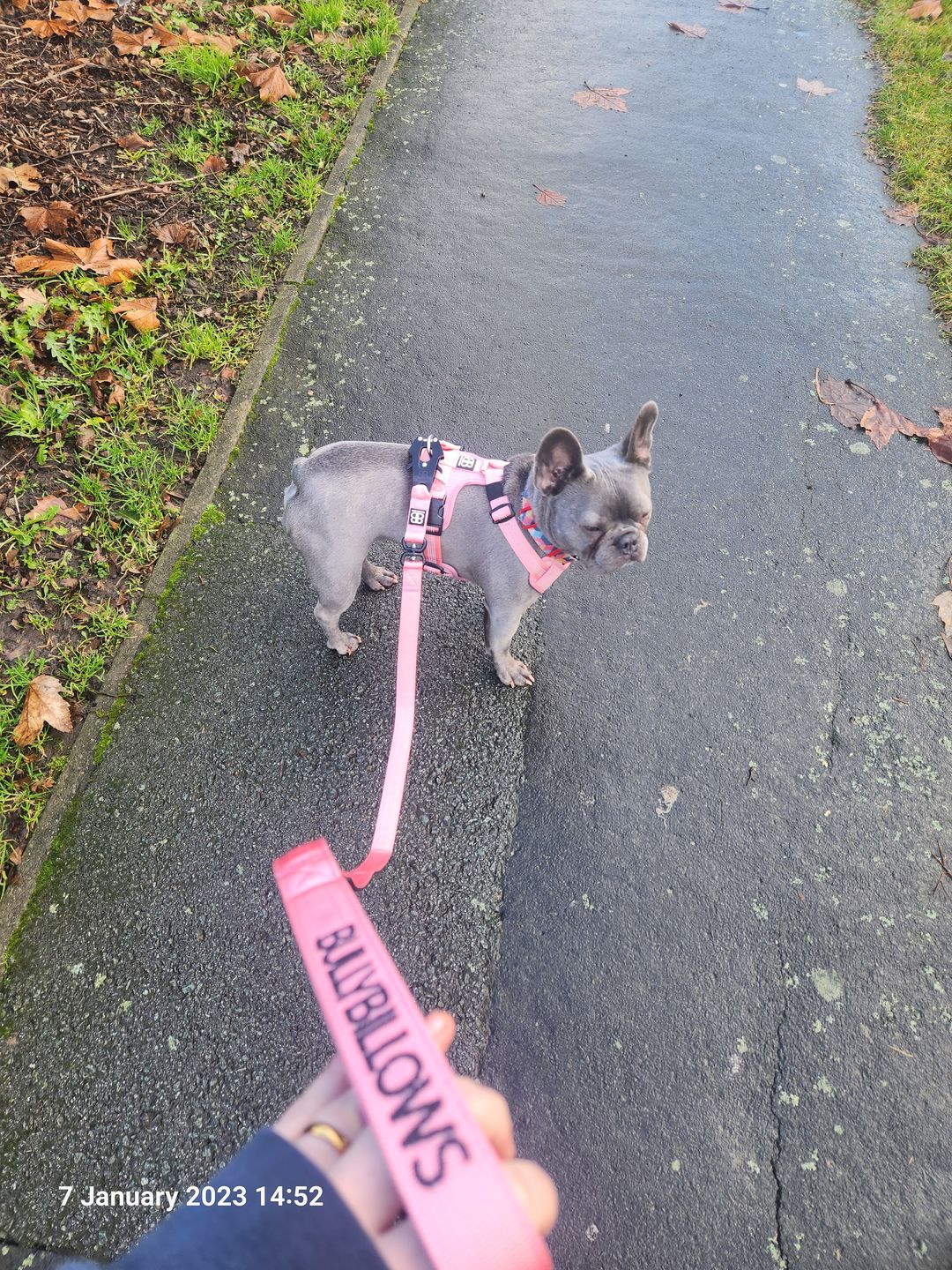 Customer photo review of 1.4m Swivel Combat Lead | Neoprene Lined, Secure Rated Clip with Soft Handle - Pink