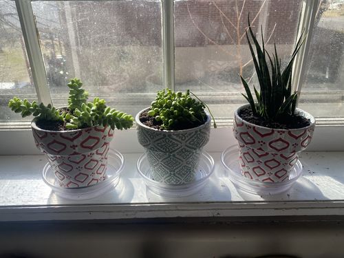 Customer photo review of String of Pearls | Senecio Rowleyanus
