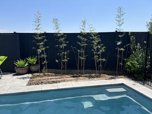 Customer photo review of Gracilis Bamboo 20cm (One of a Kind™)