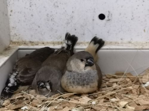 Customer photo review of Eivoer Exotische Vogels 1kg - Easseym