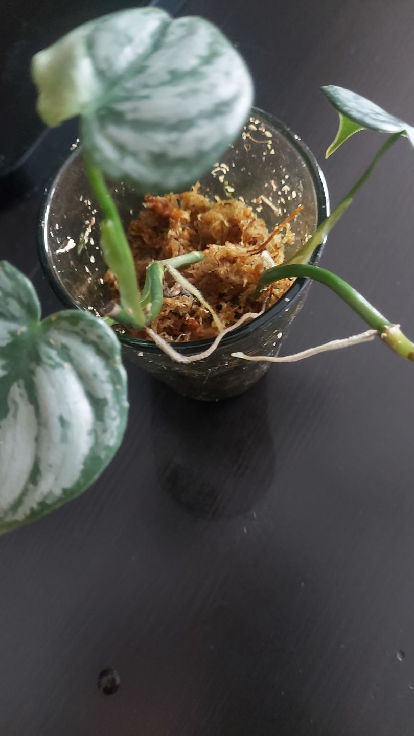 Customer photo review of SUBSTRAT - SPHAGNUM MOOS
