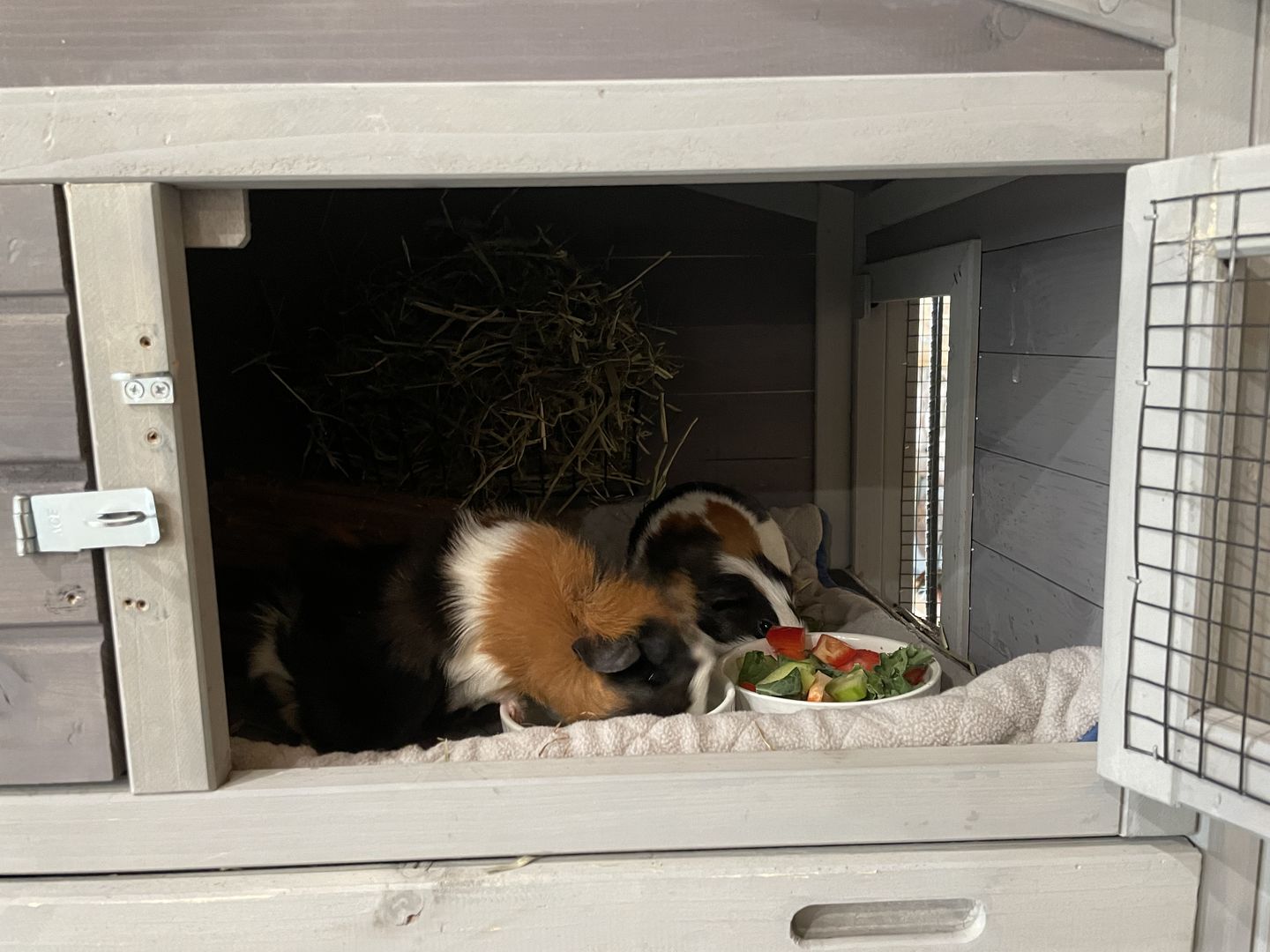 Customer photo review of GuineaDad Liner - Guinea Pig Fleece Liner No Pocket