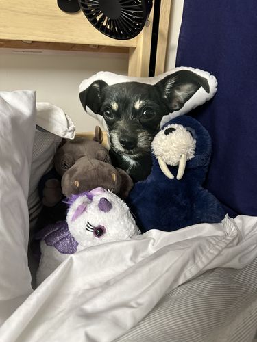 Customer photo review of Create A Custom Dog Pillow