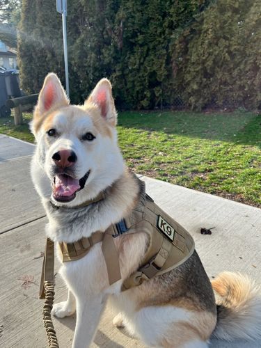 Customer photo review of 10-In-1 Tactical K9 Harness System - Full Set Dog Harness Bundle (Includes: Tactical No-Pull Dog Harness + Bungee Leash + Collar + MOLLE Pouches + First Aid Kit + 12 Hook & Loop Patches + Dog Goggles + Safety Belt + Travel Water Bowl + Dog Waste Bags)