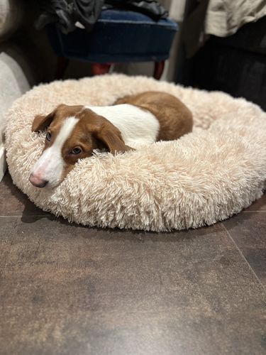 Customer photo review of CalmBed överdrag