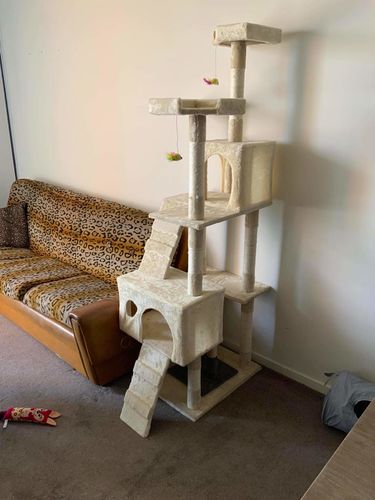 Customer photo review of Pawz Cat Scratcher Post Tree
