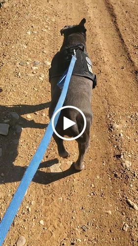 Customer video review of 10-In-1 Tactical K9 Harness System - Full Set Dog Harness Bundle (Includes: Tactical No-Pull Dog Harness + Bungee Leash + Collar + MOLLE Pouches + First Aid Kit + 12 Hook & Loop Patches + Dog Goggles + Safety Belt + Travel Water Bowl + Dog Waste Bags)