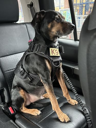 Customer photo review of 10-In-1 Tactical K9 Harness System - Full Set Dog Harness Bundle (Includes: Tactical No-Pull Dog Harness + Bungee Leash + Collar + MOLLE Pouches + First Aid Kit + 12 Hook & Loop Patches + Dog Goggles + Safety Belt + Travel Water Bowl + Dog Waste Bags)